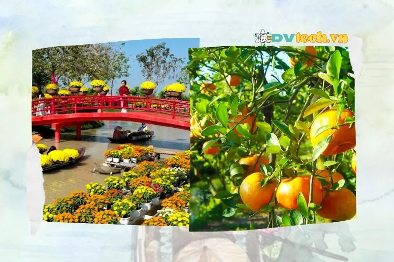 Các mùa du lịch đặc sắc ở Đồng Tháp và những trải nghiệm nổi bật