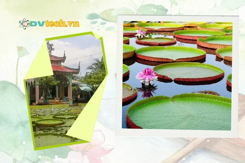 Chùa Lá Sen (Phước Kiển Tự) – Ấn tượng lá sen khổng lồ