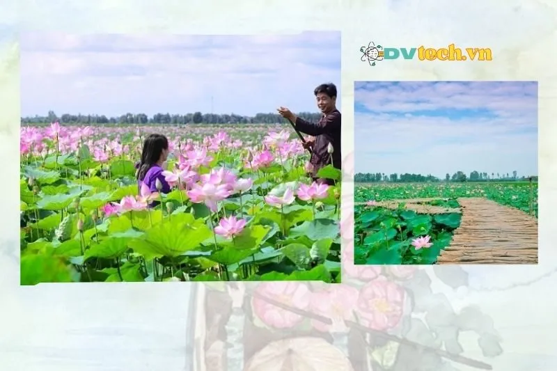 Khu du lịch sinh thái Đồng Sen Tháp Mười