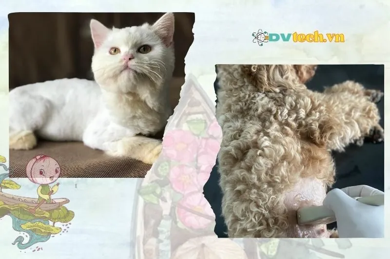 Phòng khám thú y Mei