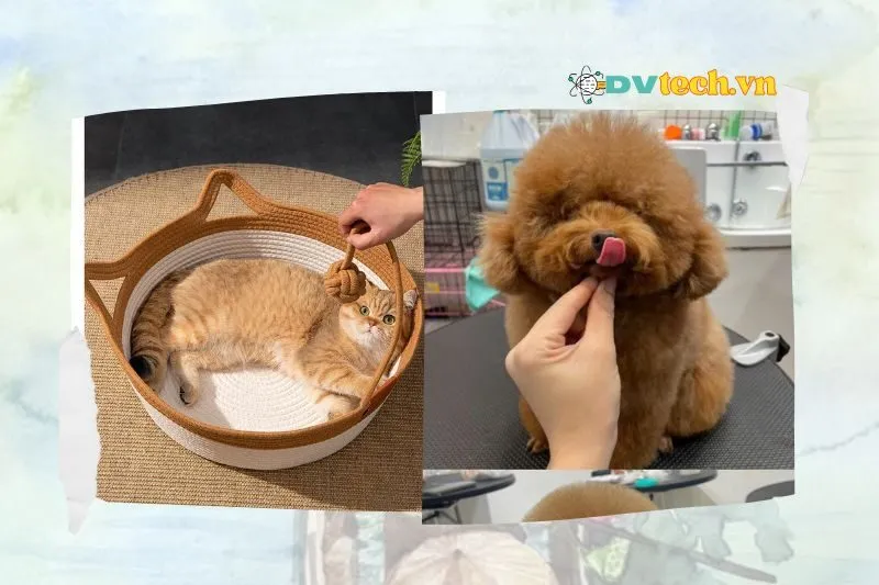 Phòng khám thú y Thanh Hiền Pet Care