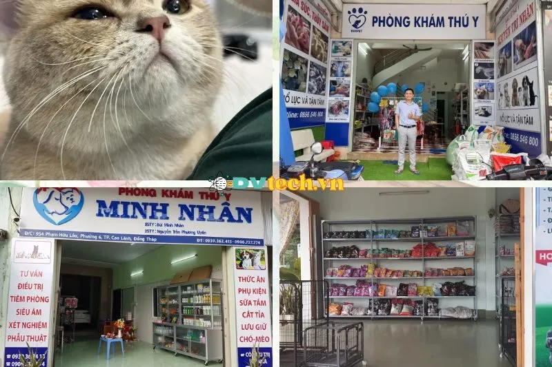 Top 7 Phòng Khám Thú Y Đồng Tháp Dành Cho Boss Cưng