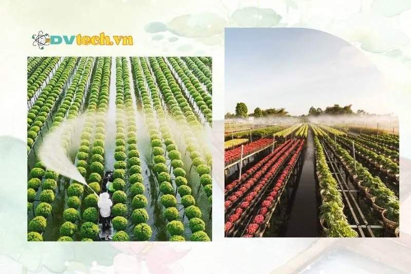 Các điểm tham quan và hoạt động thú vị tại Làng hoa kiểng Sa Đéc