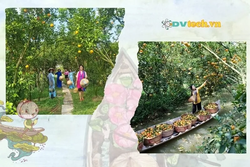 Các hoạt động hấp dẫn tại vườn quýt hồng Lai Vung