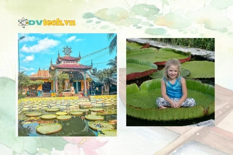 Chùa Lá Sen Đồng Tháp trong văn hóa và du lịch Việt Nam