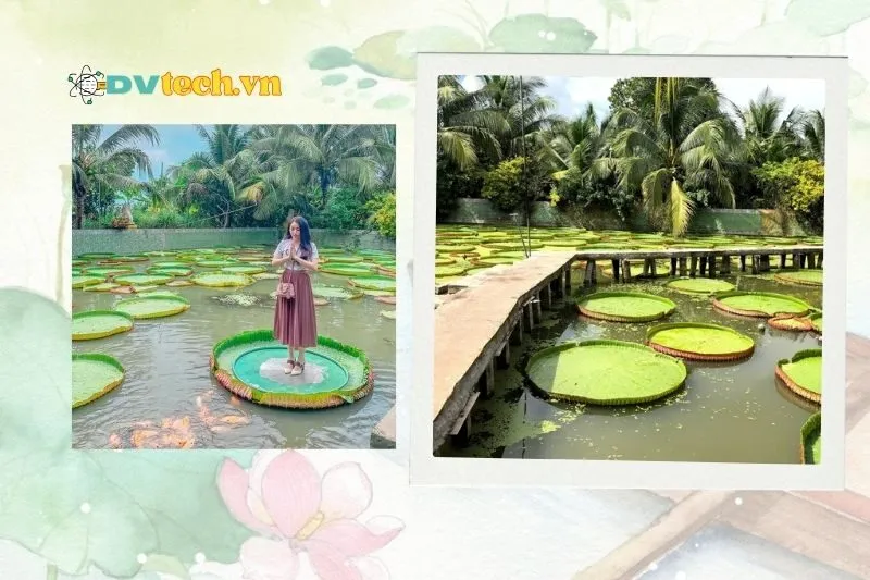 Điều gì làm chùa Lá Sen Đồng Tháp trở nên đặc biệt?