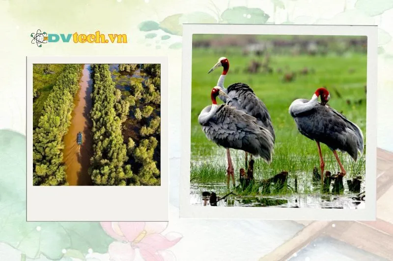 Giá trị của Vườn quốc gia Tràm Chim Đồng Tháp đối với thiên nhiên và con người