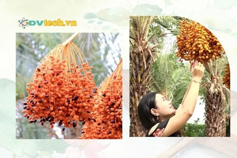 Giá vé và thông tin tham quan Vườn chà là Đồng Tháp