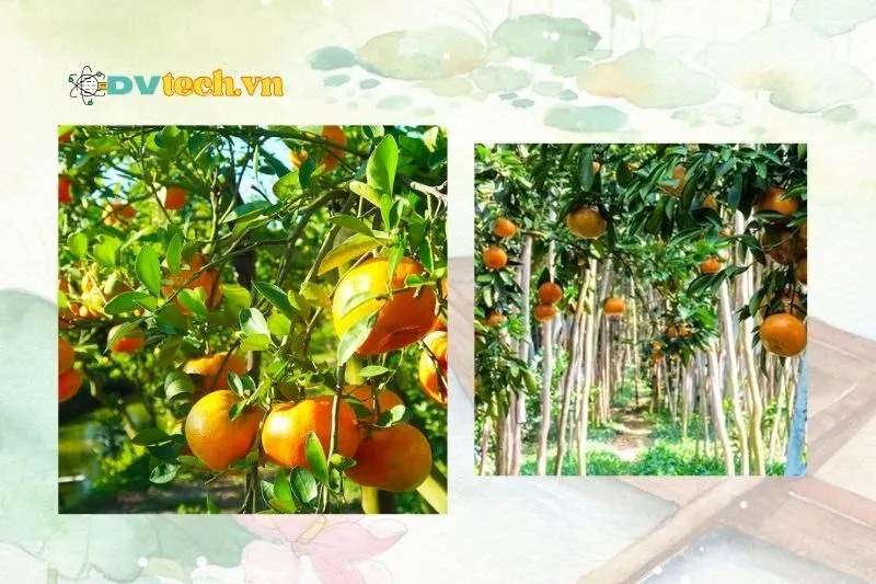 Gợi ý các vườn quýt hồng nổi tiếng tại Lai Vung