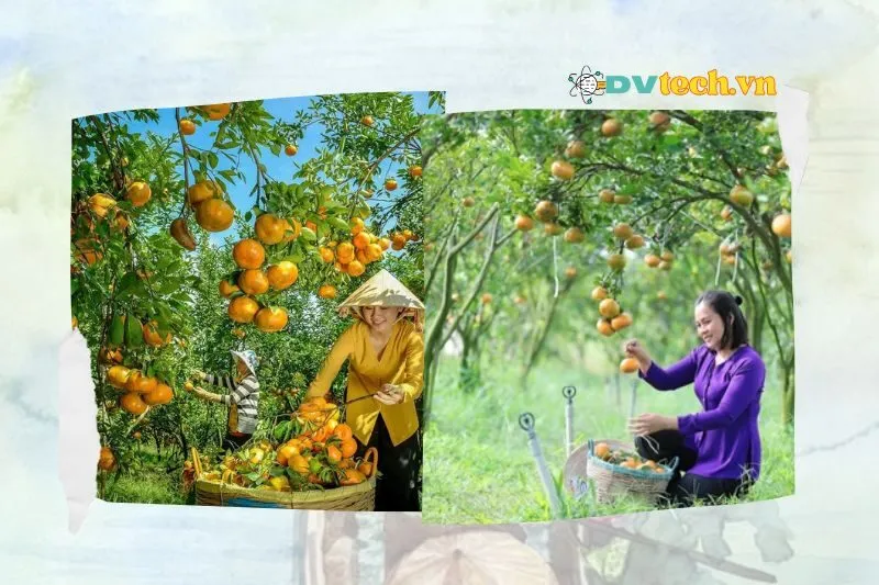 Hướng dẫn di chuyển đến vườn quýt hồng Lai Vung