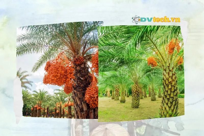 Khám phá không gian và cảnh quan Vườn chà là Đồng Tháp