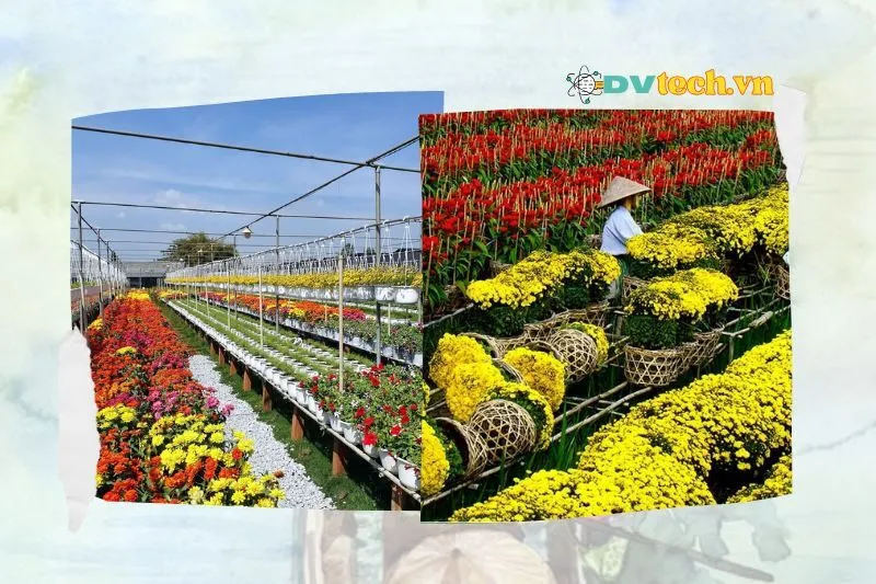 Làng hoa kiểng Sa Đéc Đồng Tháp có gì đặc biệt vào dịp Tết?