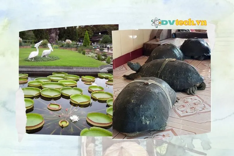 Lịch sử và câu chuyện tâm linh tại chùa Lá Sen