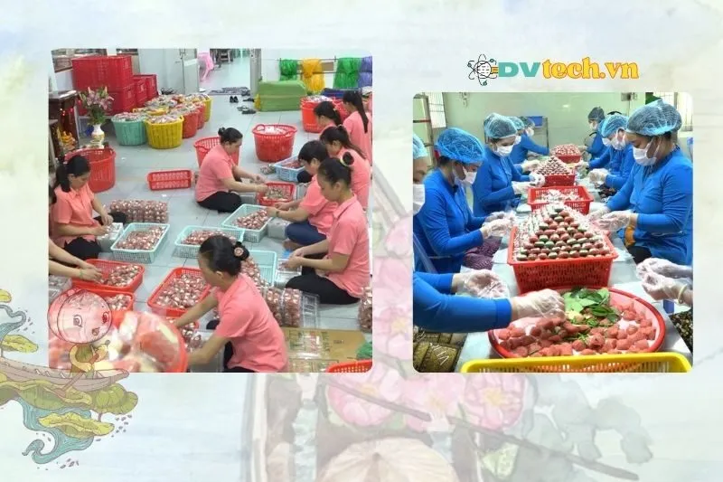 Lợi ích văn hóa và kinh tế của nem chua Lai Vung Đồng Tháp