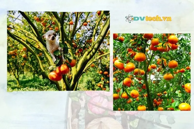 Mua sắm sản phẩm địa phương tại vườn quýt Lai Vung