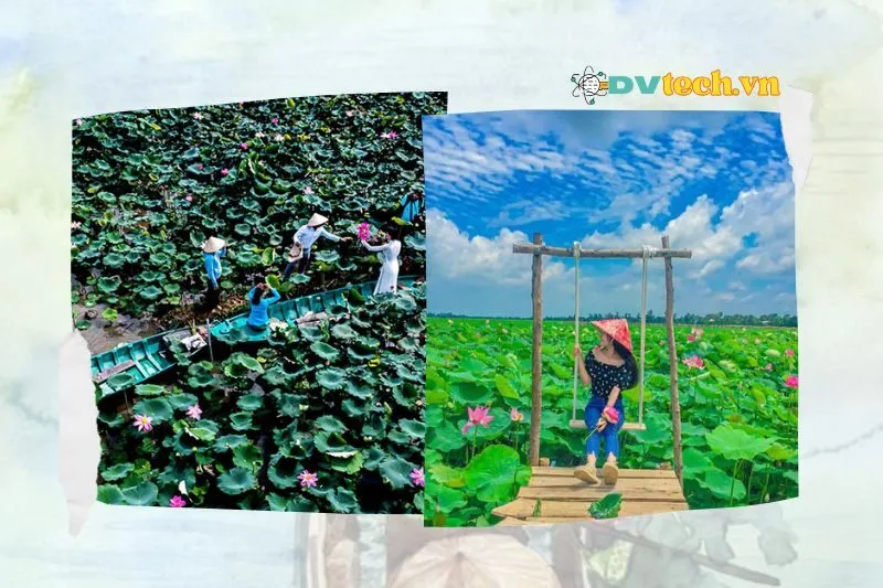 Những trải nghiệm không thể bỏ lỡ tại Đồng Sen Tháp Mười