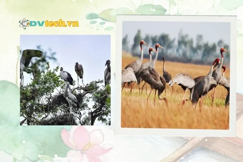 Tại sao nên khám phá Vườn quốc gia Tràm Chim Đồng Tháp?