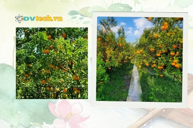 Thời điểm lý tưởng để tham quan vườn quýt hồng Lai Vung