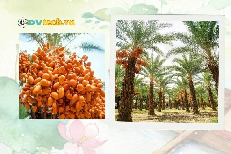 Thời điểm tốt nhất để tham quan Vườn chà là Đồng Tháp