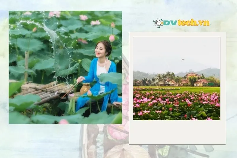 Thông tin cần biết về Khu du lịch sinh thái Đồng Sen Tháp Mười Đồng Tháp