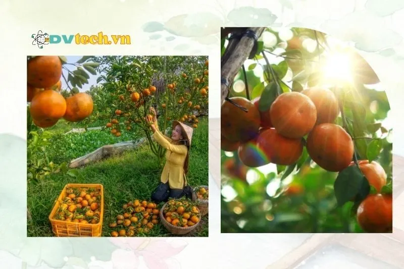 Thưởng thức ẩm thực địa phương khi ghé thăm vườn quýt hồng