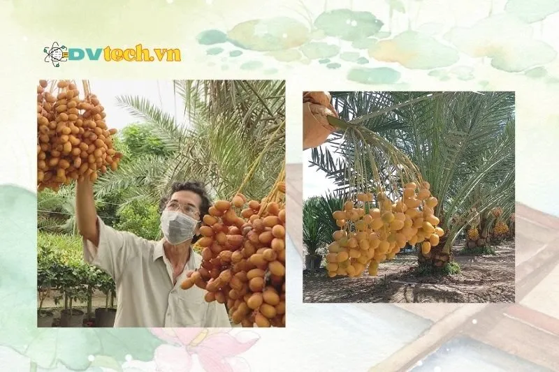 Tìm hiểu thêm về cây chà là và quả chà là Đồng Tháp