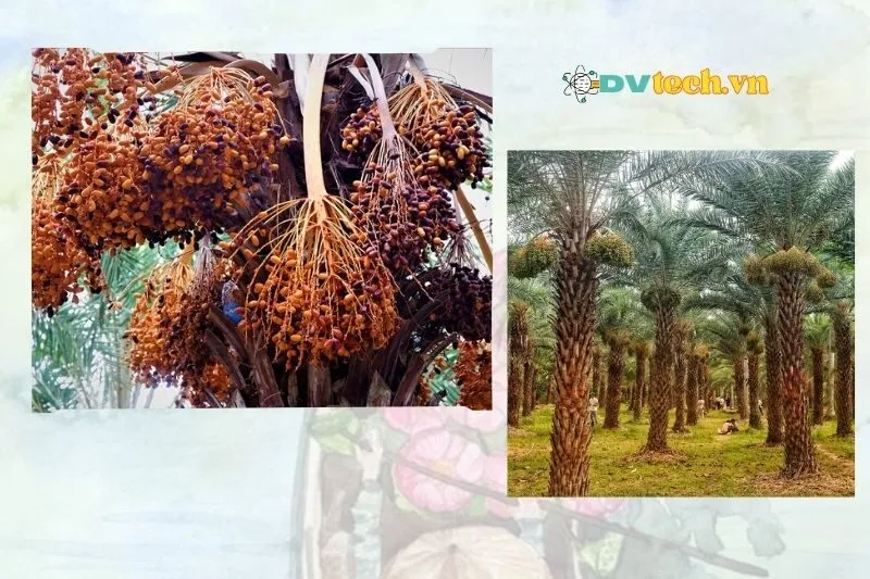 Vì sao nên ghé thăm Vườn chà là Đồng Tháp?