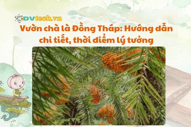 Vườn chà là Đồng Tháp: Hướng dẫn chi tiết, thời điểm lý tưởng