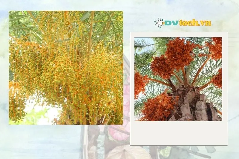 Vườn chà là Đồng Tháp ở đâu? Hướng dẫn di chuyển chi tiết