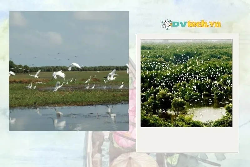 Vườn quốc gia Tràm Chim Đồng Tháp ở đâu và cách đi như thế nào?