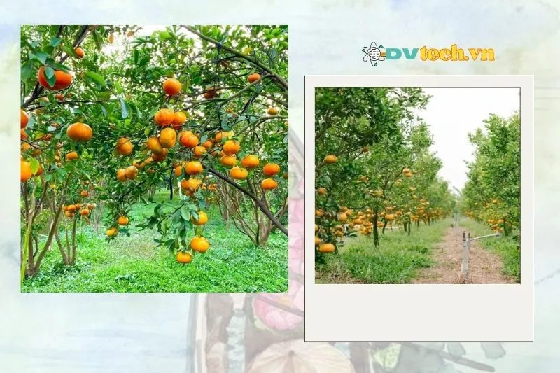 Vườn quýt hồng Lai Vung Đồng Tháp – Điểm đến không thể bỏ qua