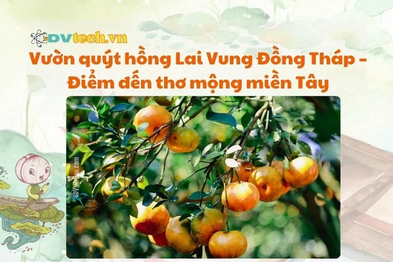 Vườn quýt hồng Lai Vung Đồng Tháp – Điểm đến thơ mộng miền Tây