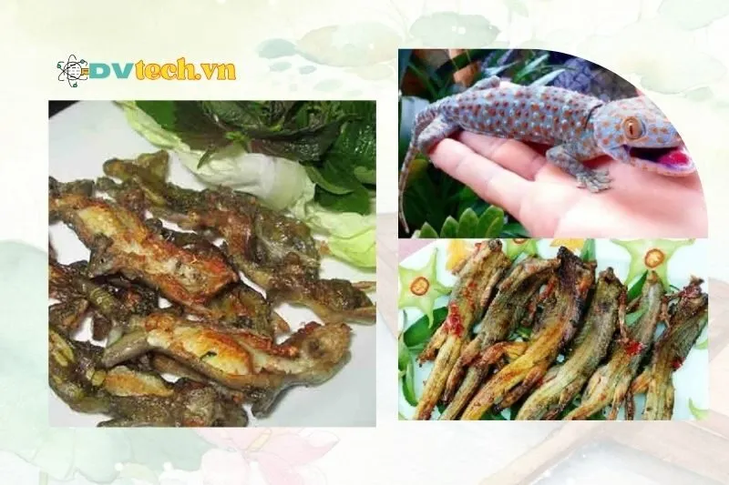 Cách chọn tắc kè tươi ngon để làm xào lăn