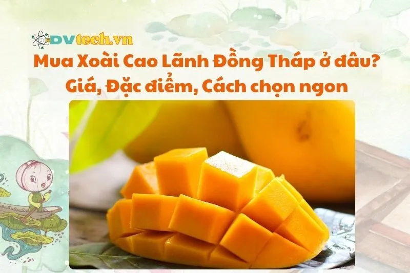 Mua Xoài Cao Lãnh Đồng Tháp ở đâu? Giá, Đặc điểm, Cách chọn ngon