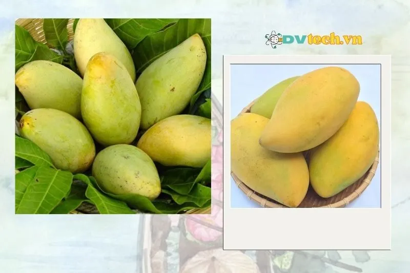 Mua xoài Cao Lãnh Đồng Tháp ở đâu ngon, giá tốt?