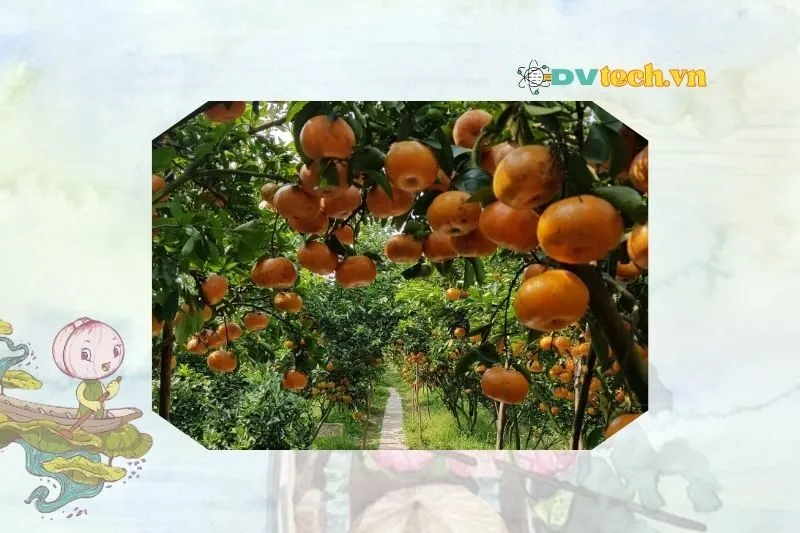 Du lịch huyện Lai Vung Đồng Tháp - Điểm đến hấp dẫn