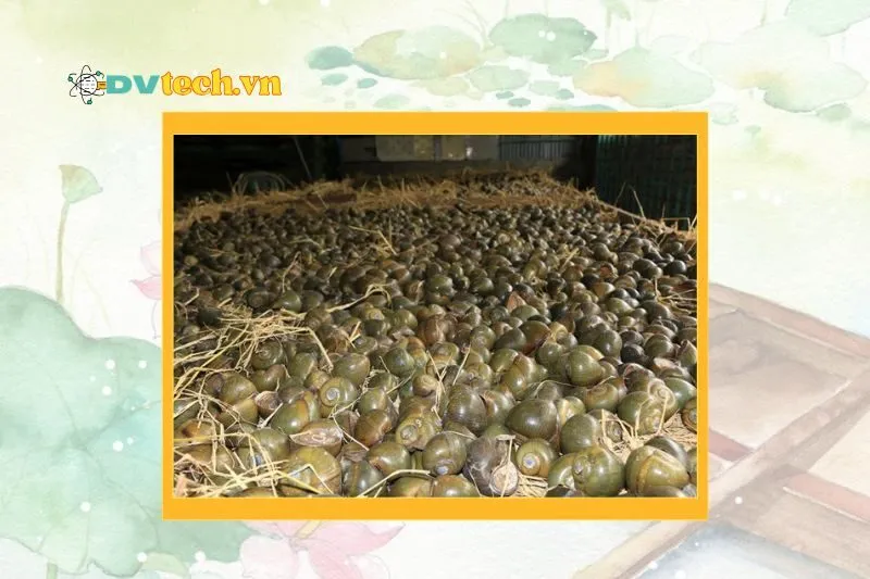 Ốc gác bếp Đồng Tháp là gì và tại sao món này lại đặc biệt?